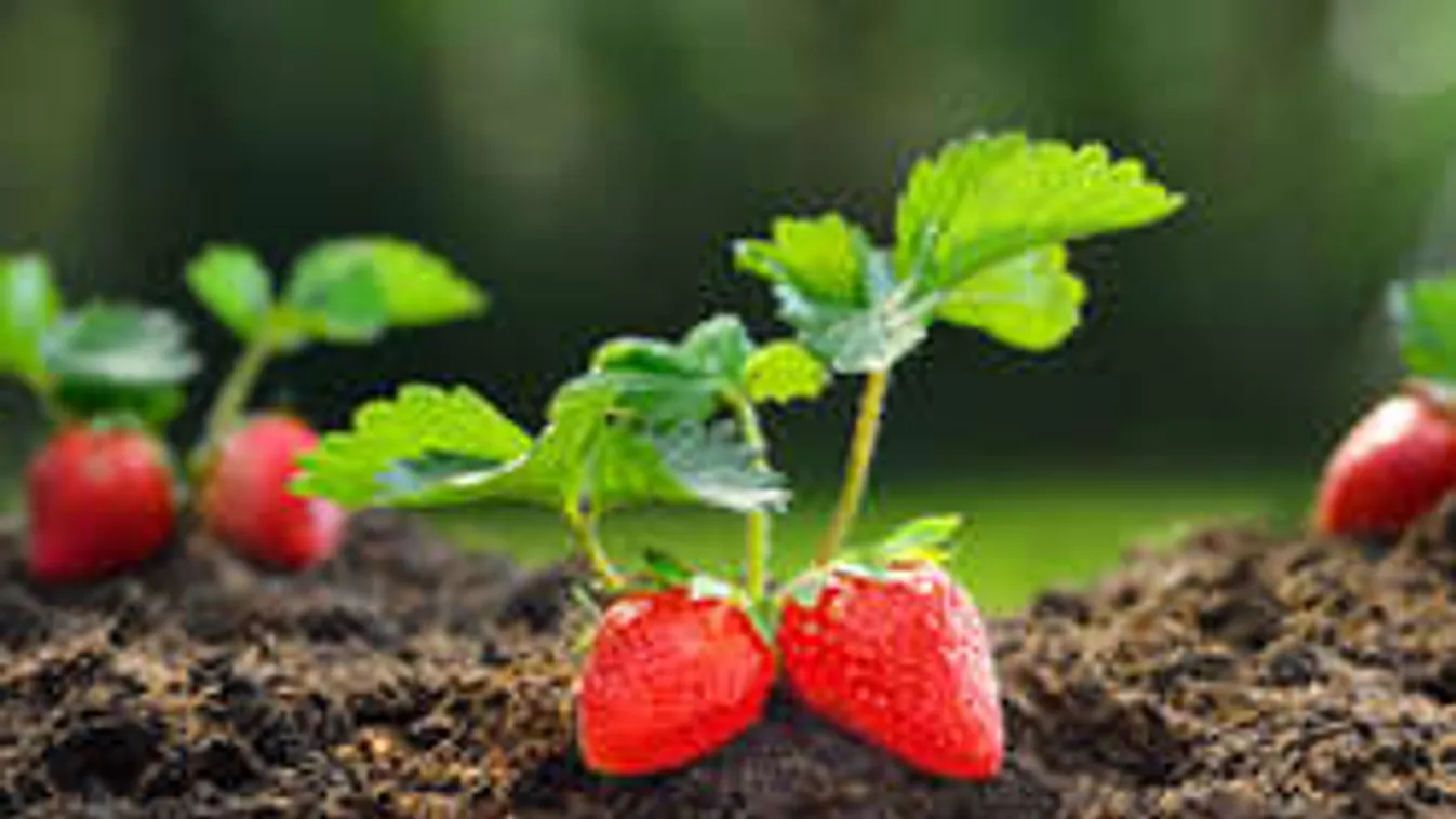 Drágul az eper! Kiderült, idén mennyibe fog kerülni