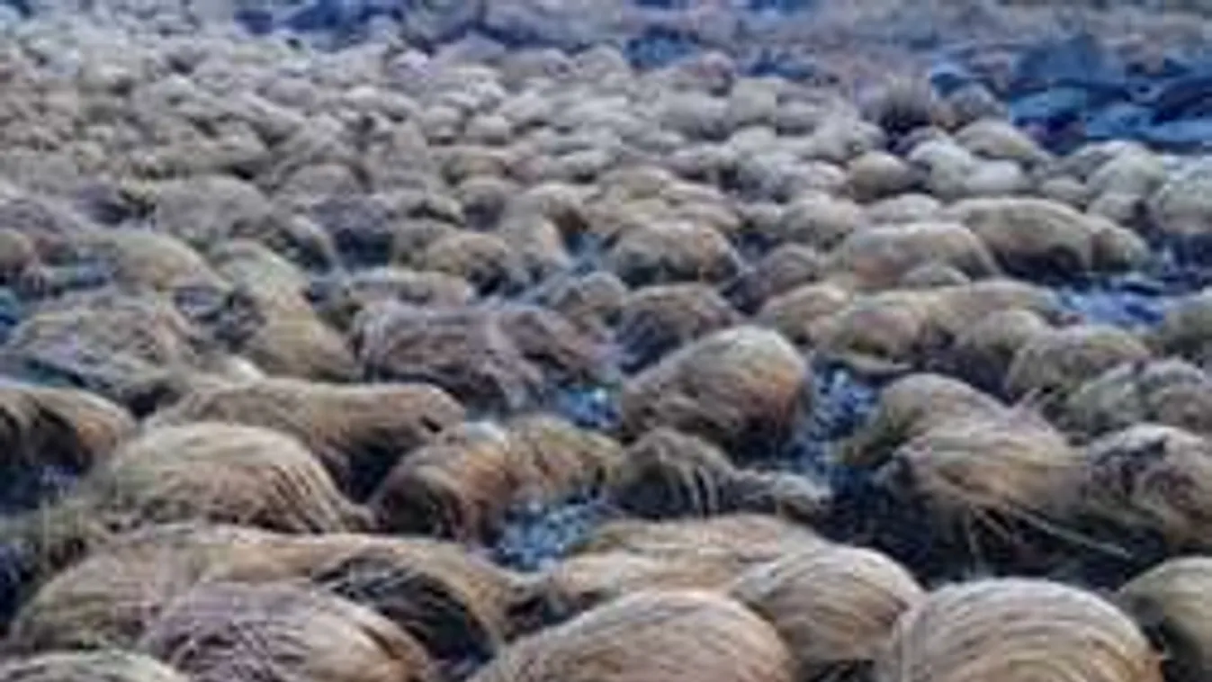 A hét poénja: Megtalálták a helyet, ahol Donald Trump a haját növeszti