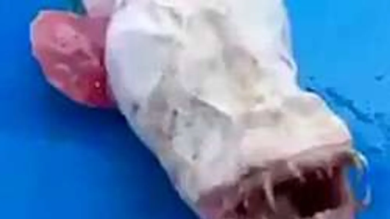 Mutáns mélytengeri halszörnyet fogtak Thaiföld partjainál! - videó