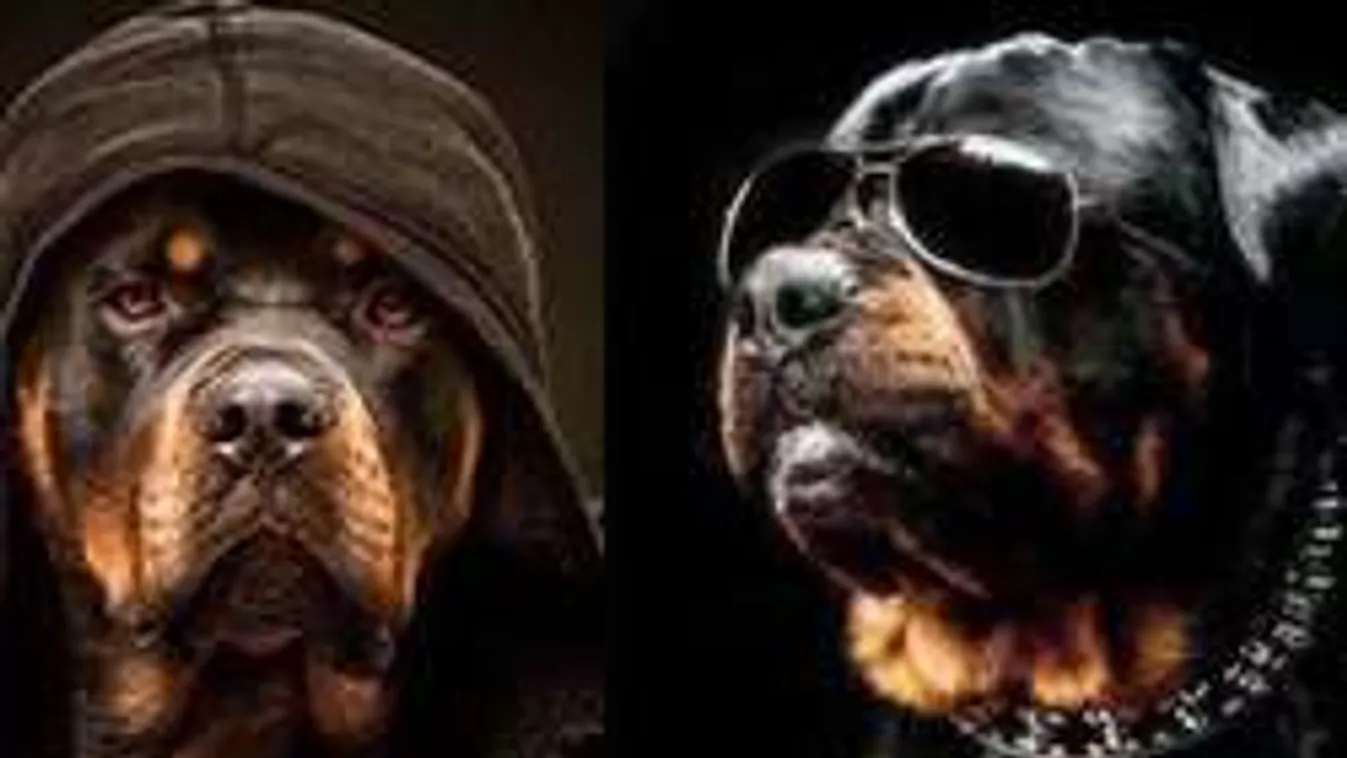 Igazi házőrzőt szeretnél? Ezért válaszd ezt a magabiztos kutyát!