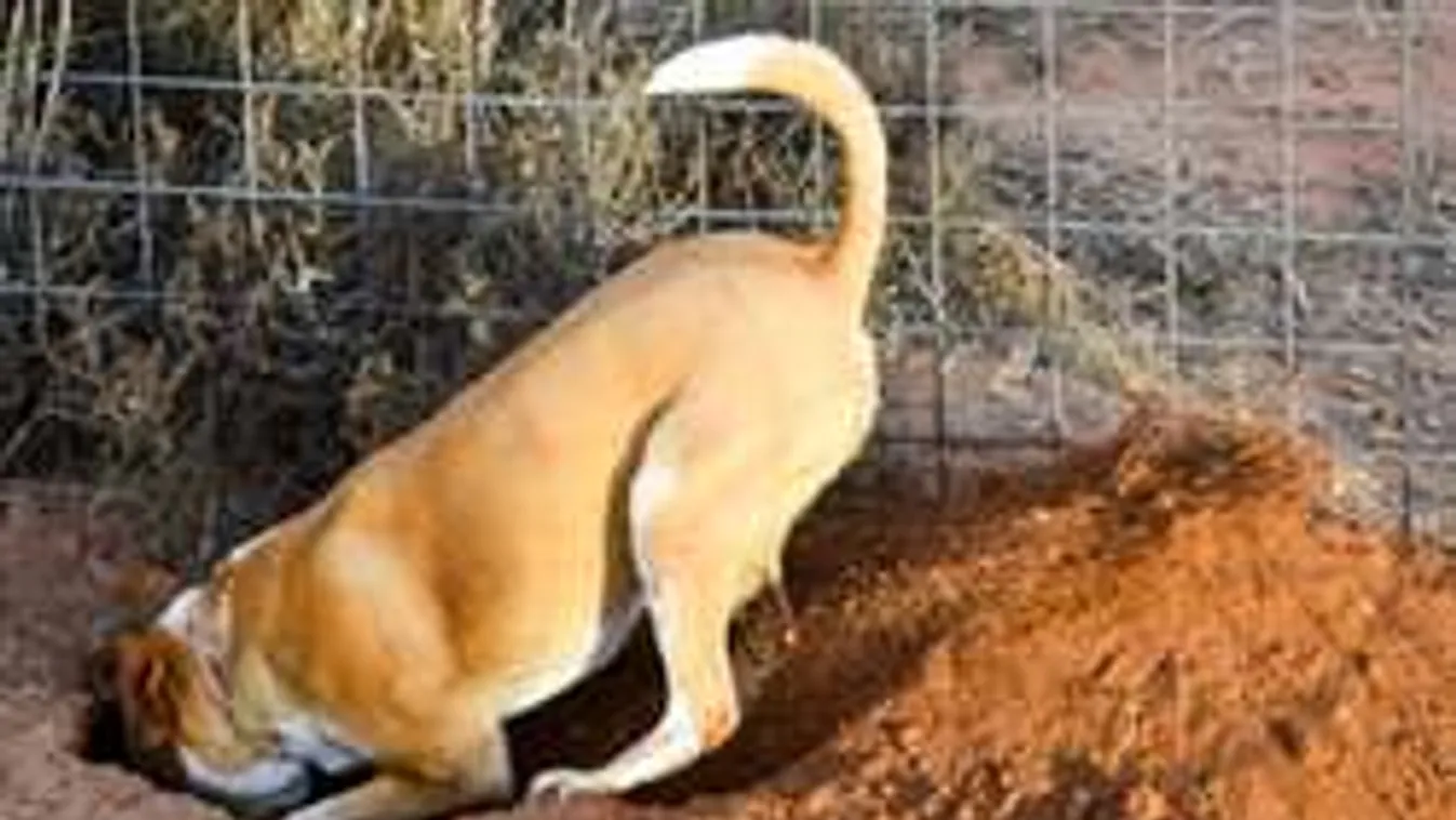 A házikedvenc miatt kellett meghalnia a kétéves Danikának!