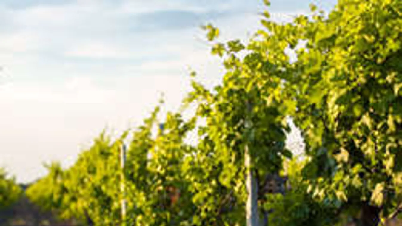 Felbecsülhetetlen károk: generációk óta nem láttak a magyar borászok ilyet