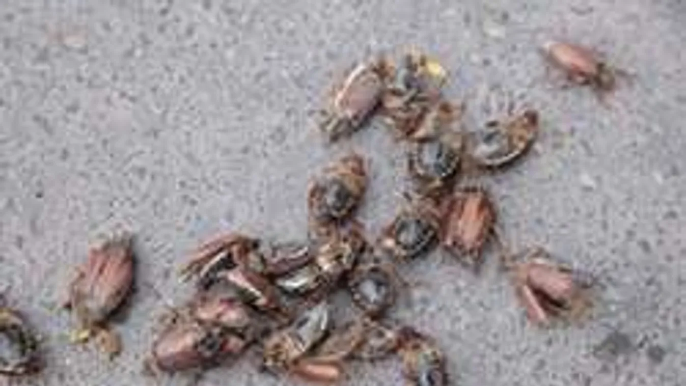 Invázió: Cserebogártetemek borítják Óbuda utcáit! - Fotók