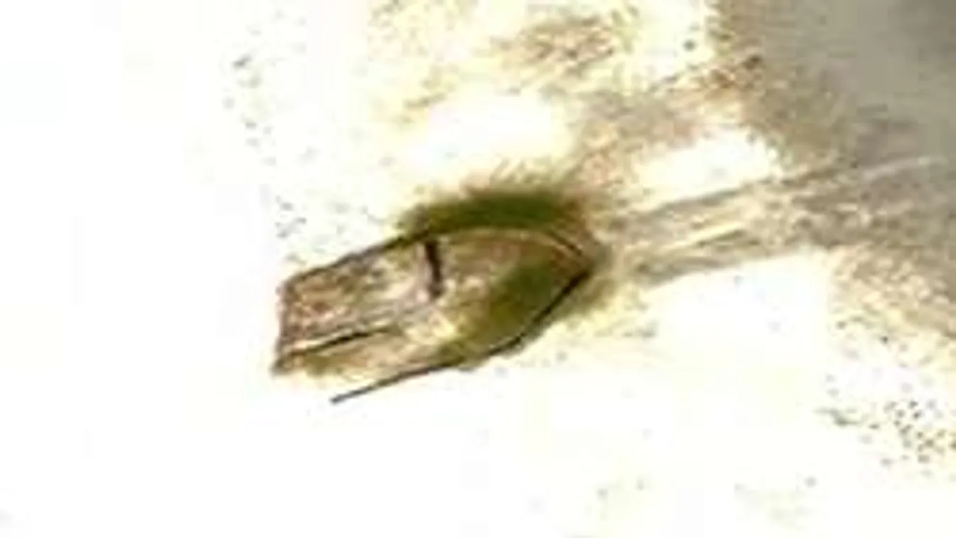 Ufó zuhant le egy csendes-óceáni lakatlan szigeten