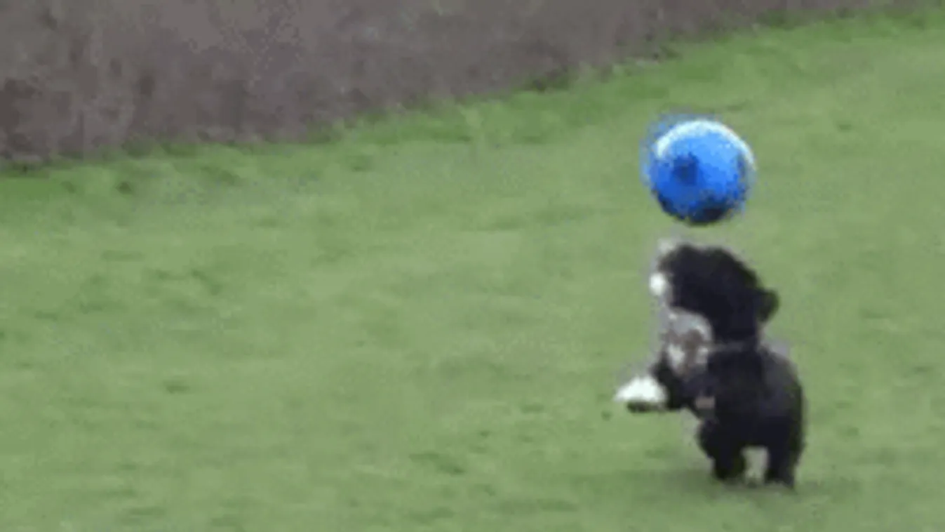 Cristiano Ronaldót utánozza a világ legcukibb kutyája! - videó