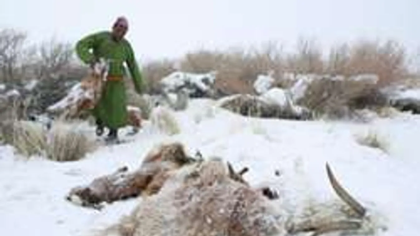 Mongol átok: Természeti csapás pusztítja az állatokat! - Fotók