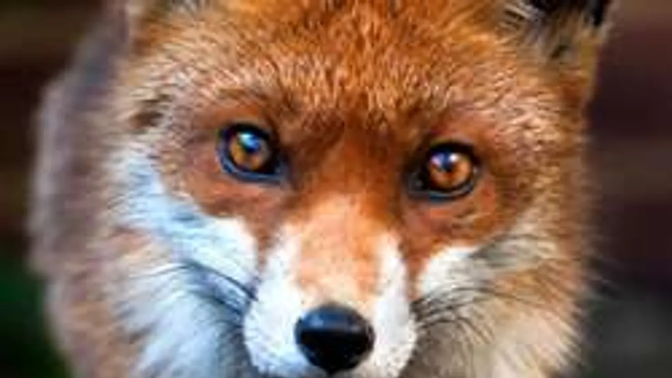 Vadaskertből szökött rókát keresnek Kecskeméten!