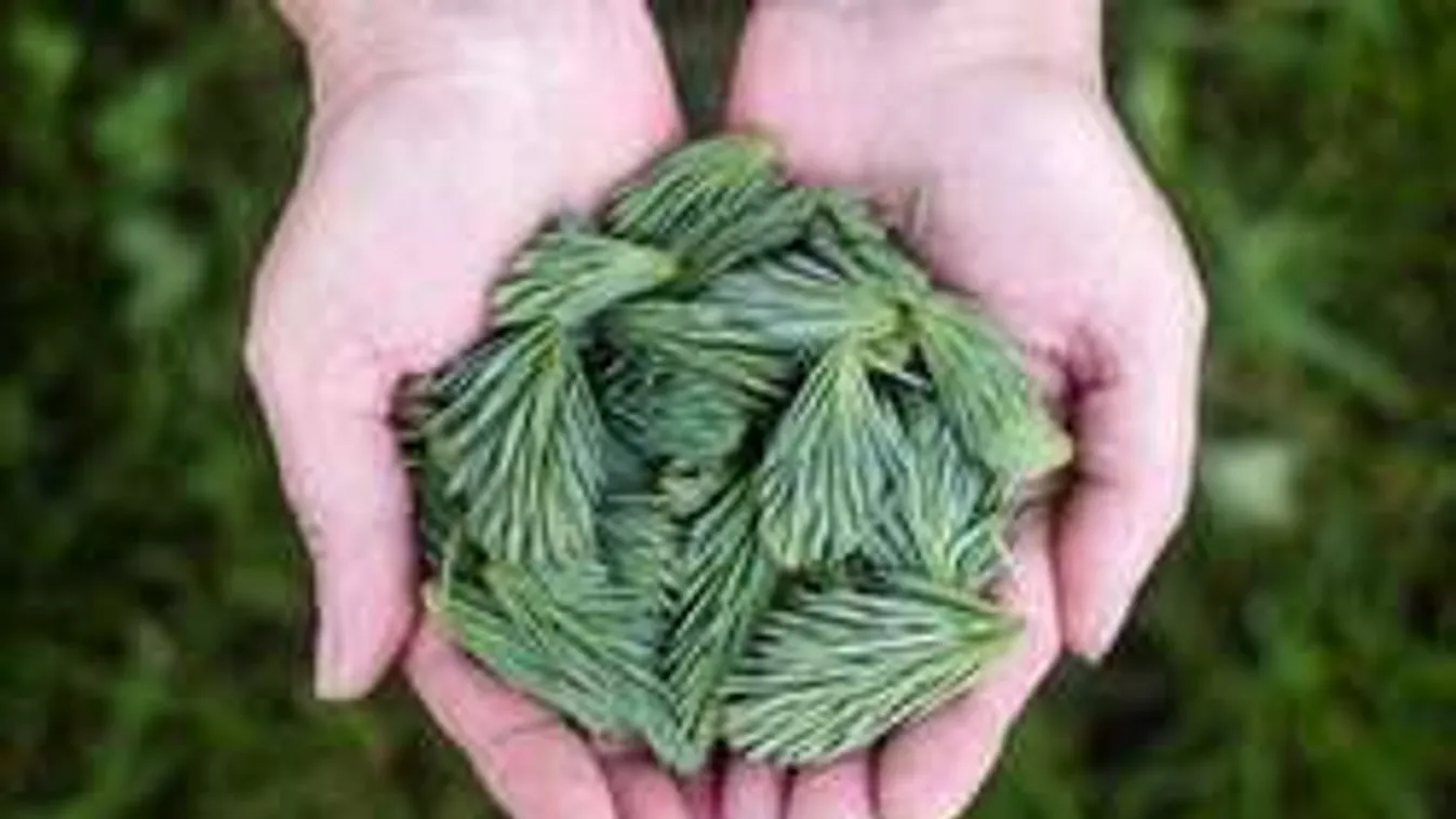 Ingyen adja az erdő a legjobb gyógyhatású szert!