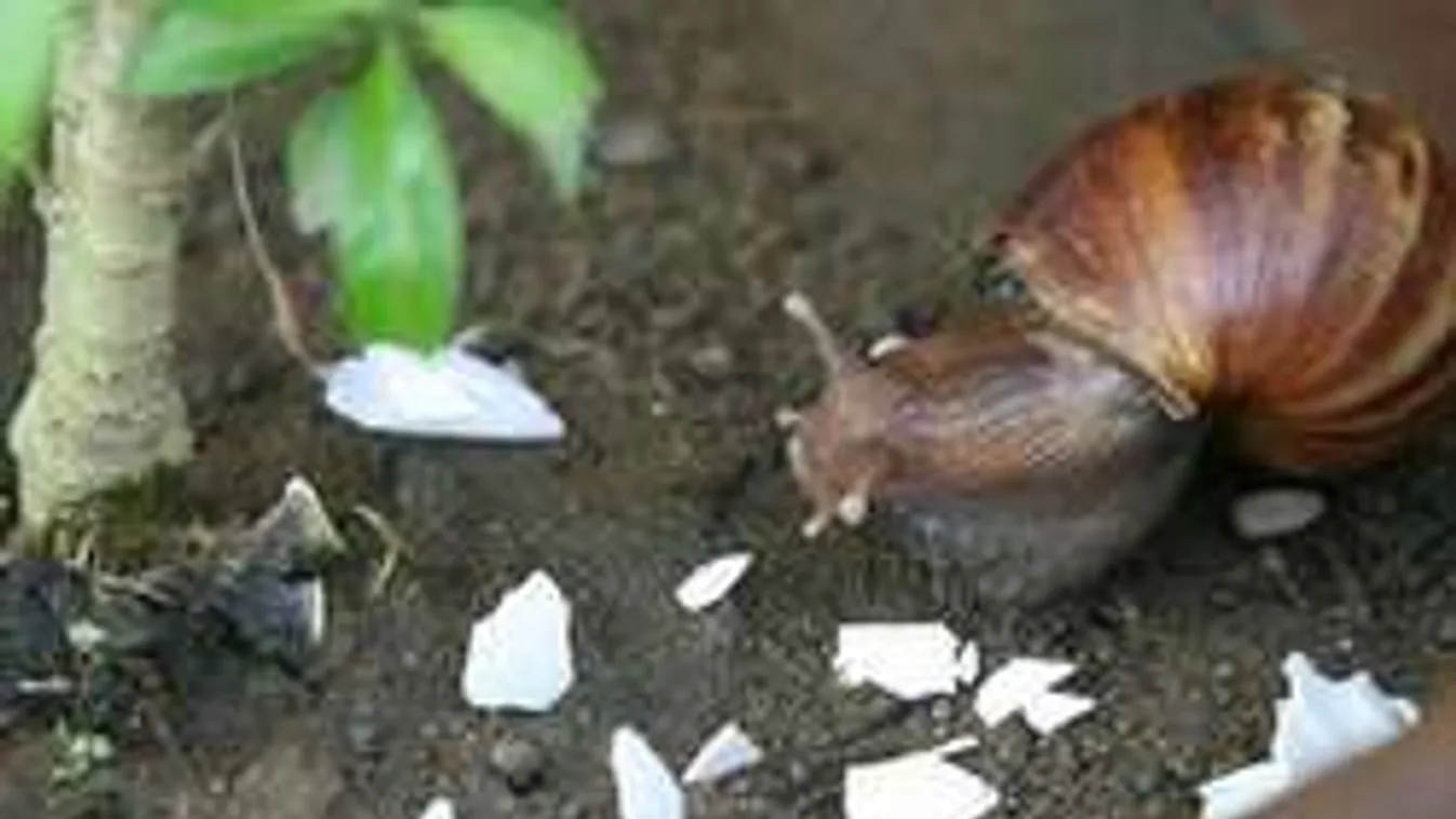 Szórj tojáshéjat a kertbe, és minden gondod megoldódik!