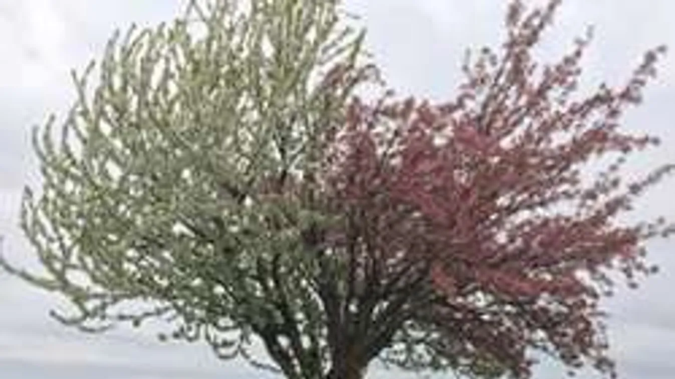 Bizarr módon borult virágba egy fa Párkányban - fotó!