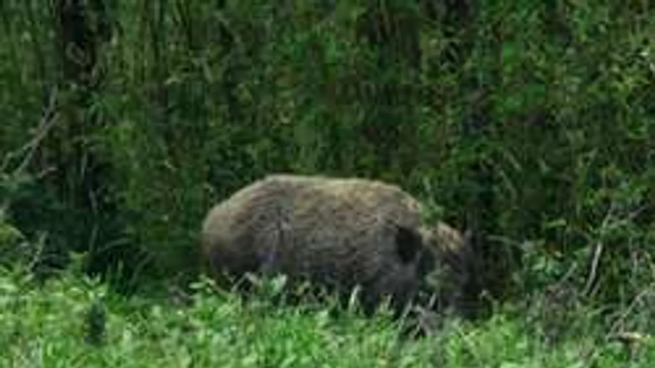 Radioaktív vaddisznók rombolnak, elszabadult az élővilág Fukushimában