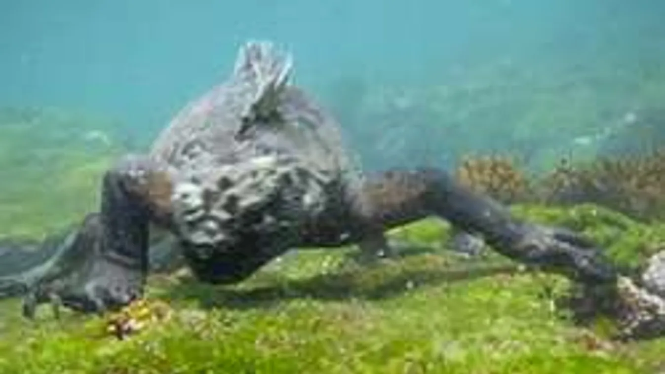 Godzilla a vízben! Óriási mutáns tűnt fel a Csendes-óceánban