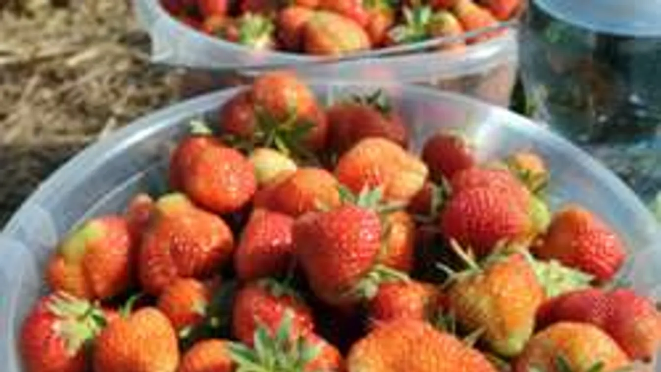 Valami nem stimmel az eperárakkal. Így trükköznek a piacokon!