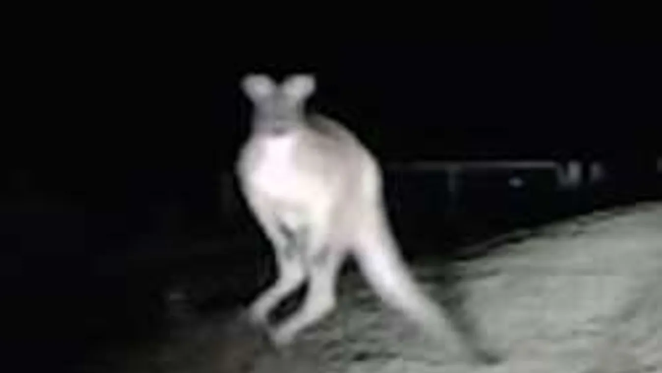 Nem hiszed el, mi ugrott rá az éjszaka autózó kocsijára! - videó