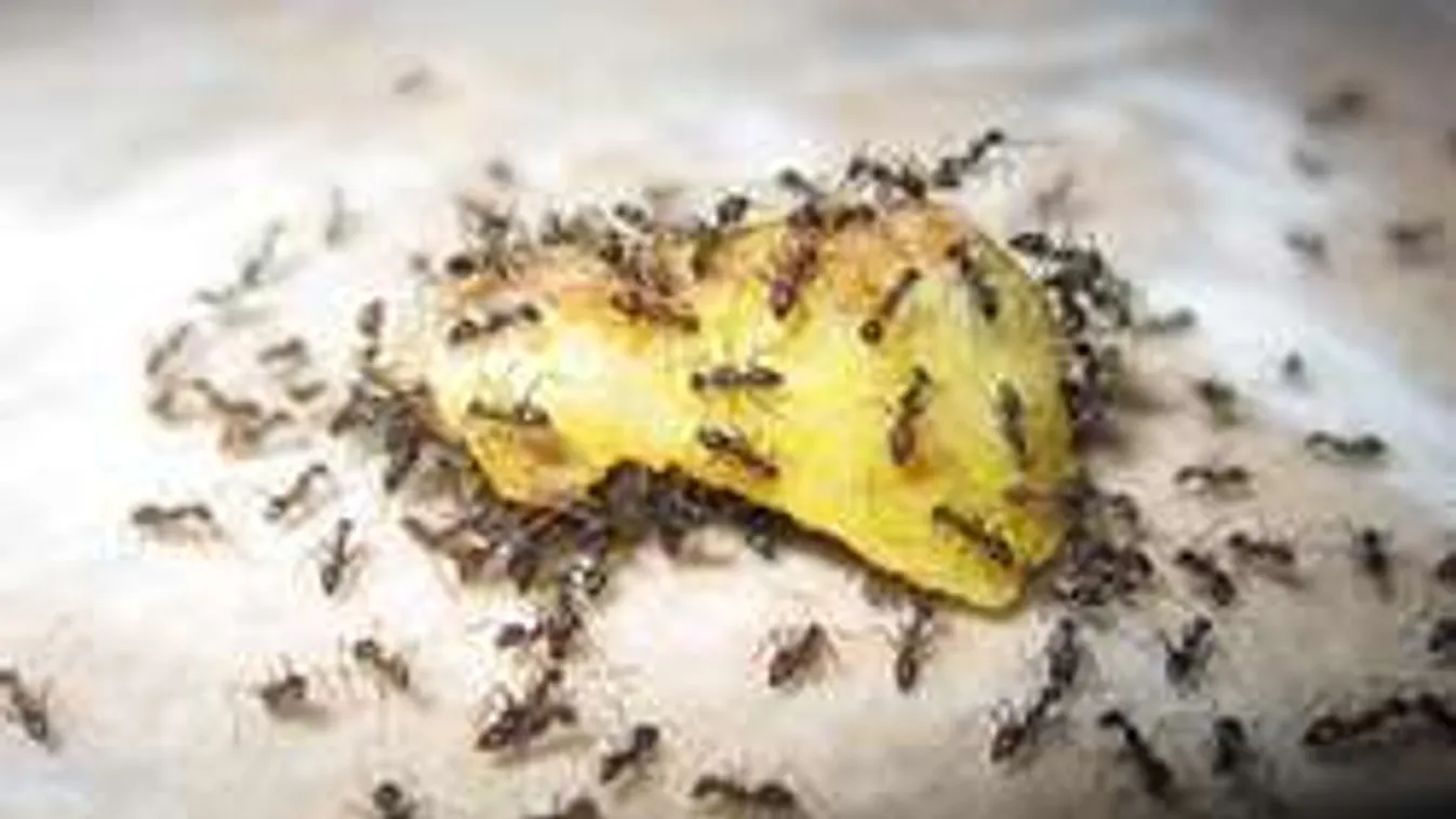 Természetes hangyairtó fillérekből, ráadásul környezetbarát!