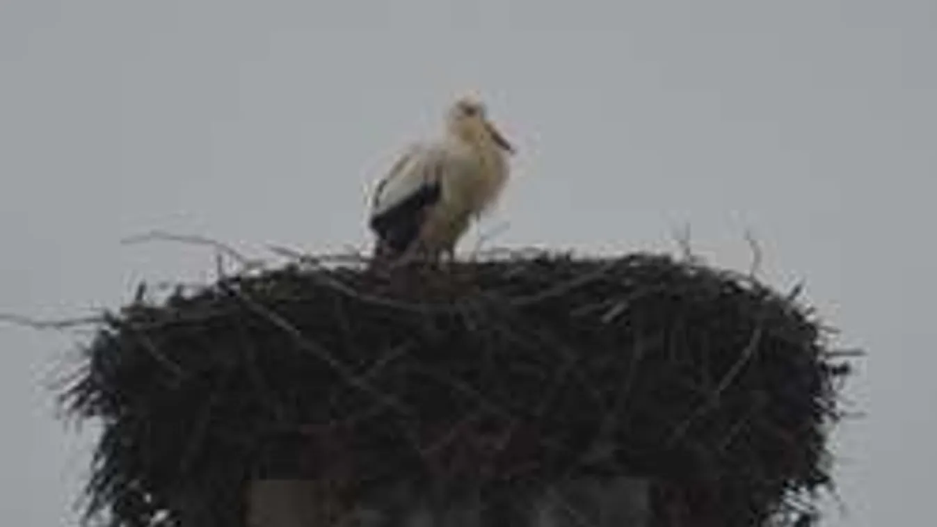 Vallottak a gólyagyilkos gyerekek: Ezért verték halálra az állatot