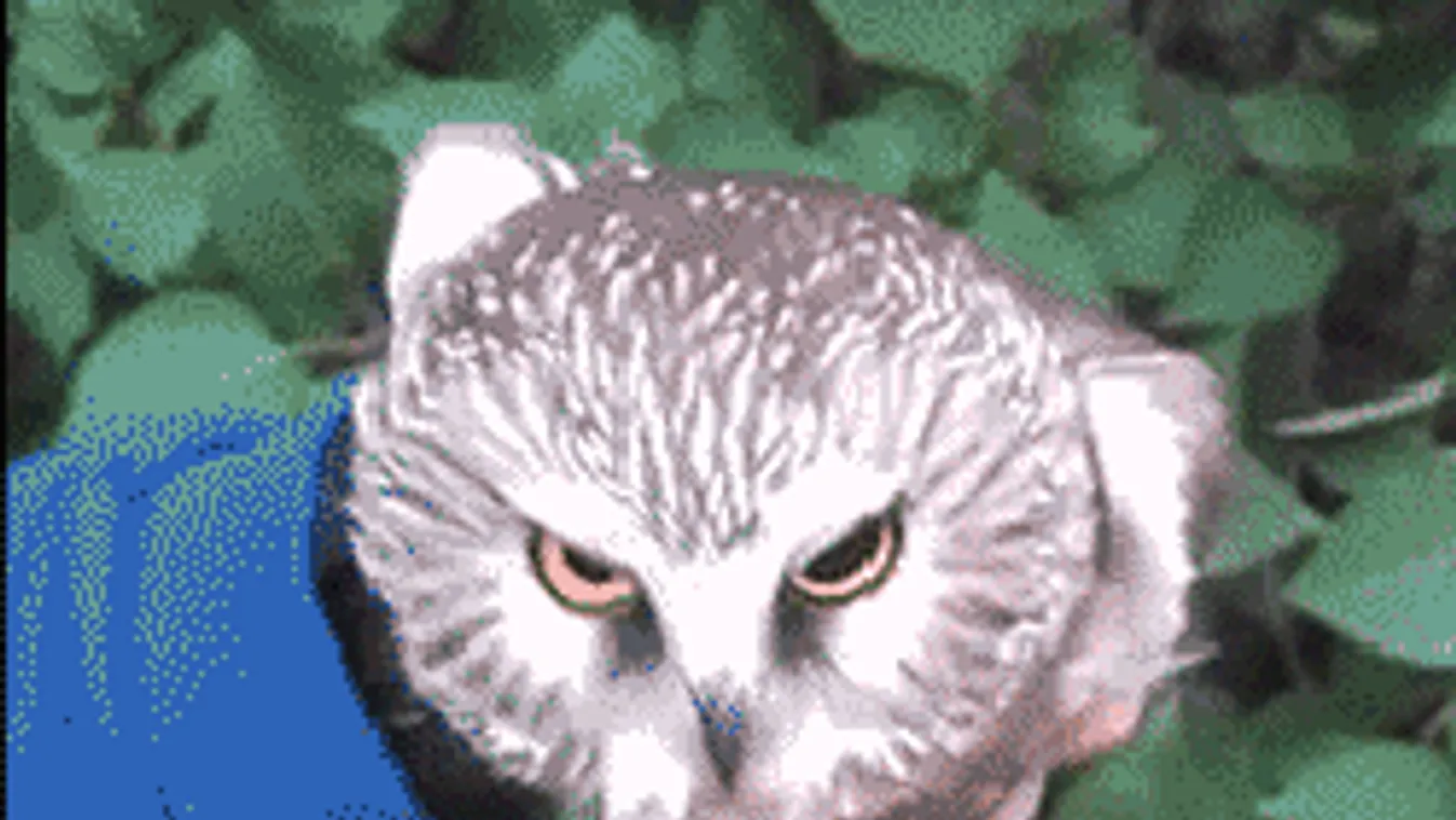 Nem hiszed el, mit találtak Battonyán, egy lakótelepi erkélyládában!