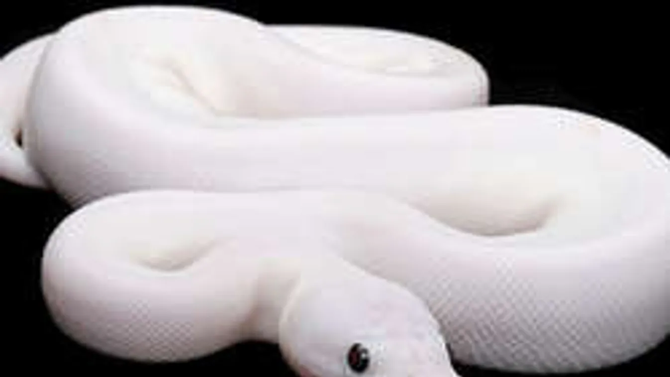 Albínó kígyó sokkolta a kórházban a betegeket