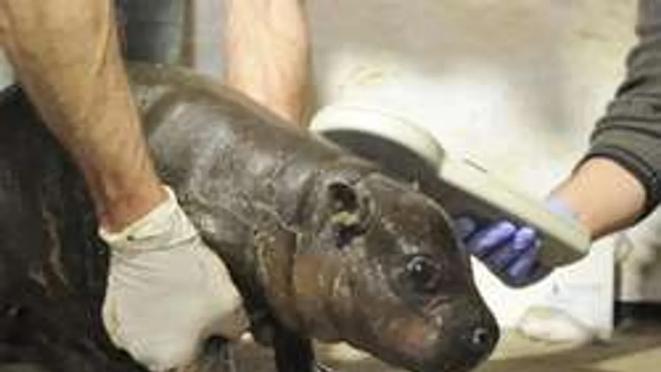 Cuki törpe víziló született a Szegedi Vadaspark! - Fotó!