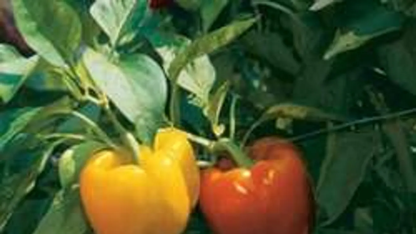 Húsos és roppanós paprikát szeretnél? Ez a nagyitrükk a titok!