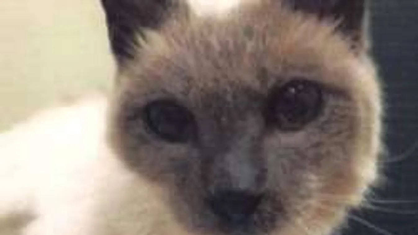 Scootert gyászoljuk, elpusztult a legöregebb cica