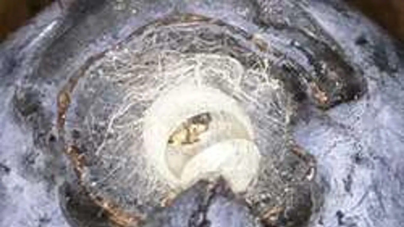 Horror a konyhában: Undorító lények voltak a müzliben!