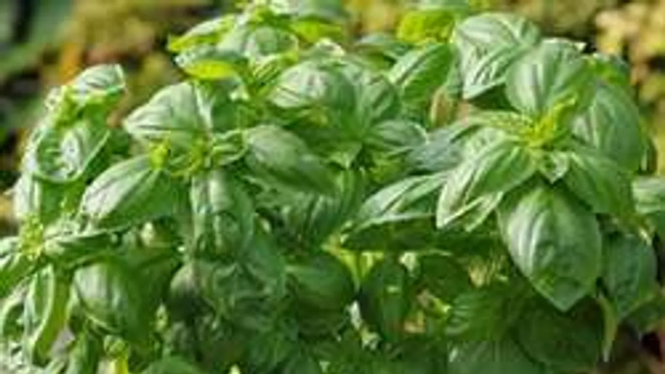 Ettől lesz óriási cserépben a bazsalikomod