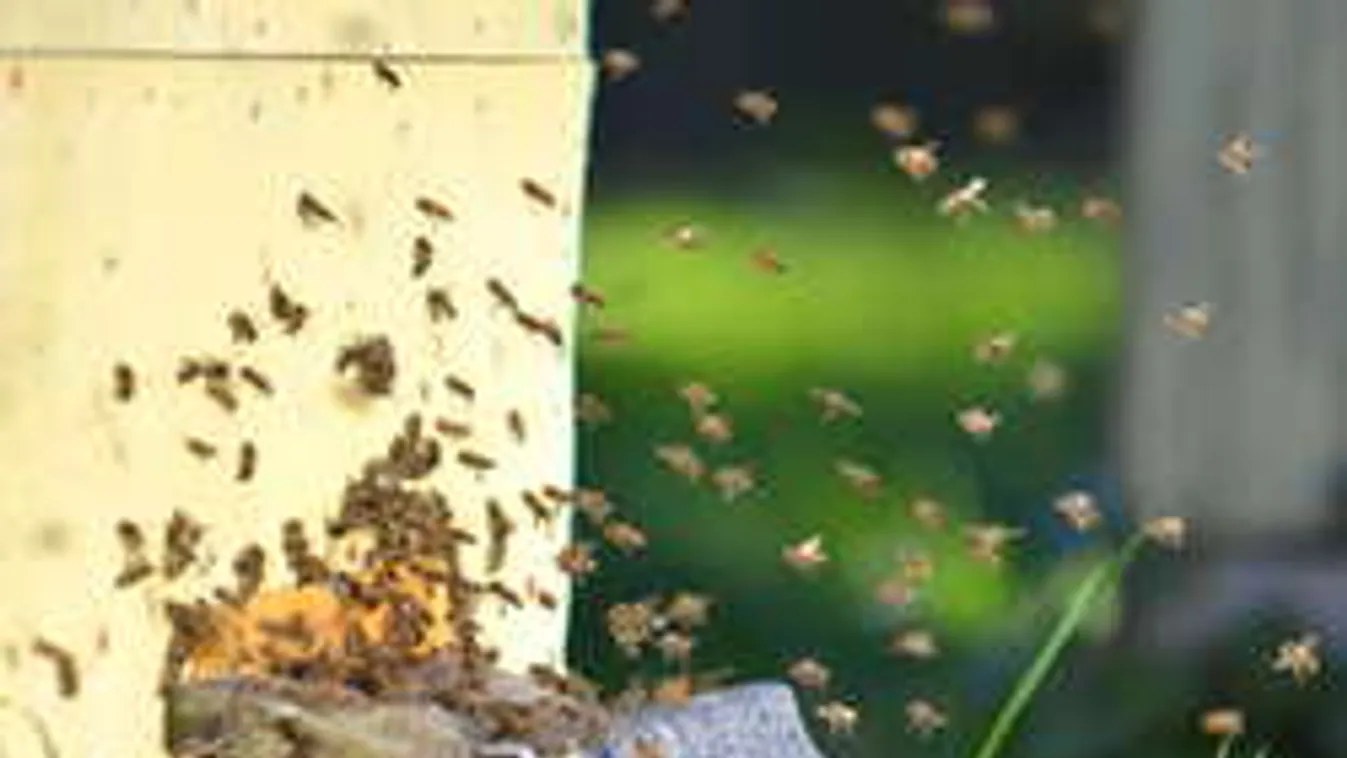 Kettős csapás érte a magyar méhészeket, veszélyben a hazai méz!