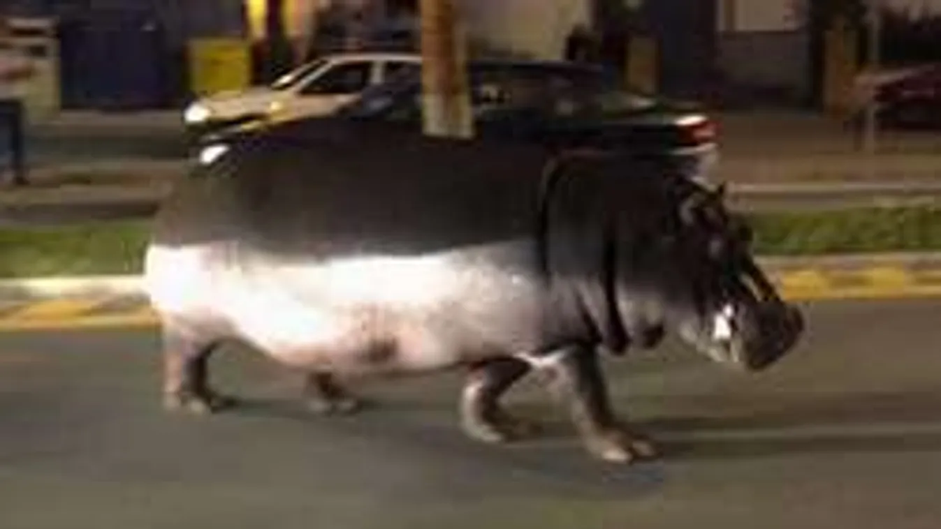 Sosem találnád ki, milyen állat sétált végig a nyílt utcán! - VIDEÓ