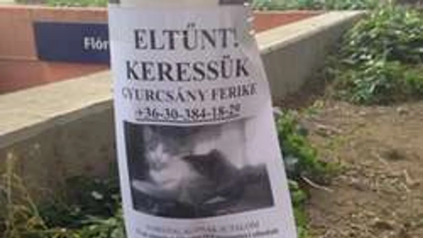 Aggódva keresi gazdája az eltűnt Gyurcsány Ferikét! - Fotó