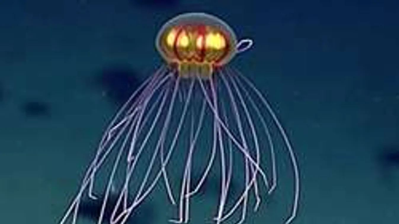 Szörnyű ufószerű lény lapult az óceán mélyén! -Videó