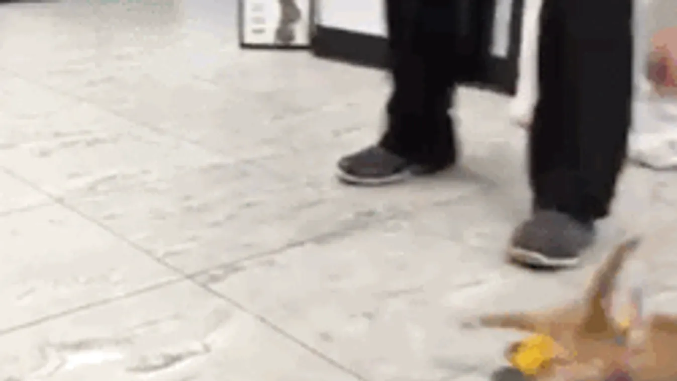 LEGO kerekesszéket kapott a megmentett kiscica - videó