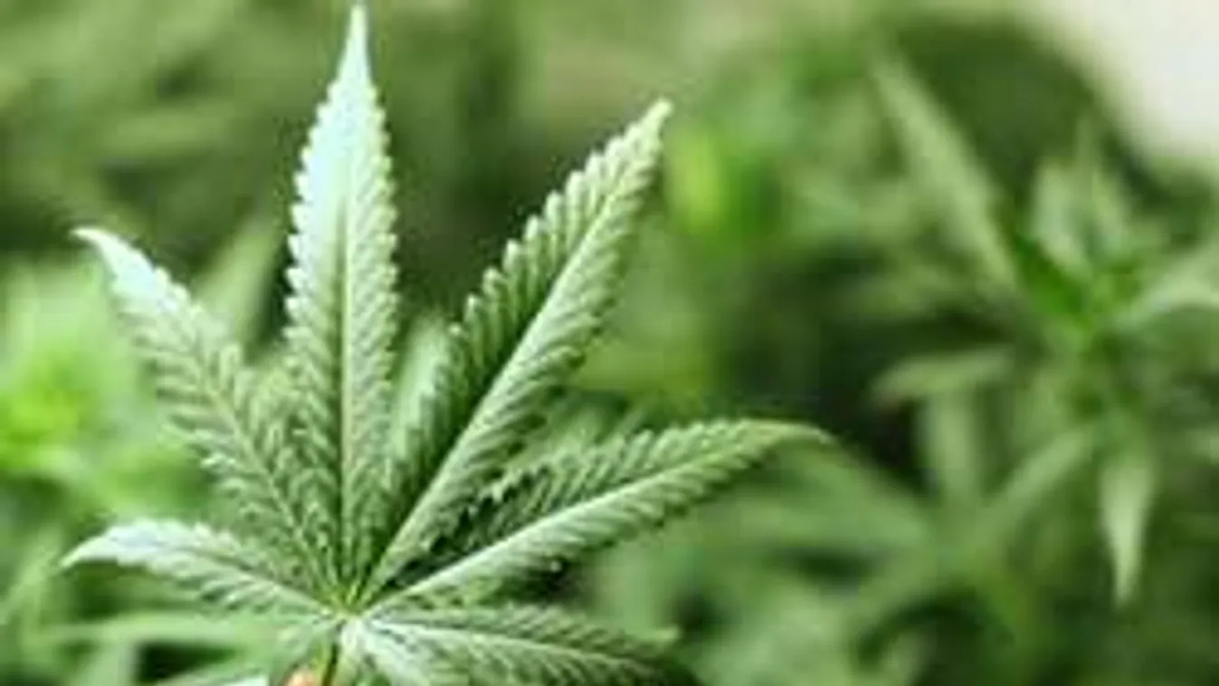 Amputáció fenyeget, ha marihuánás cigit szívsz