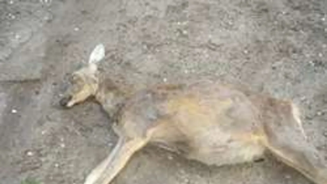 Brutálisan megkínoztak a Pilisben egy vemhes őzet - Fotó