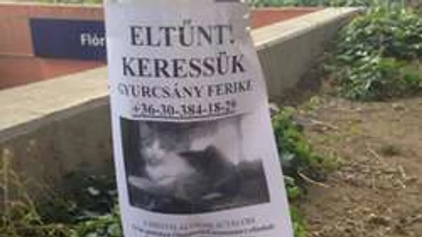 Halálra gázolta egy autó Gyurcsány Ferikét!