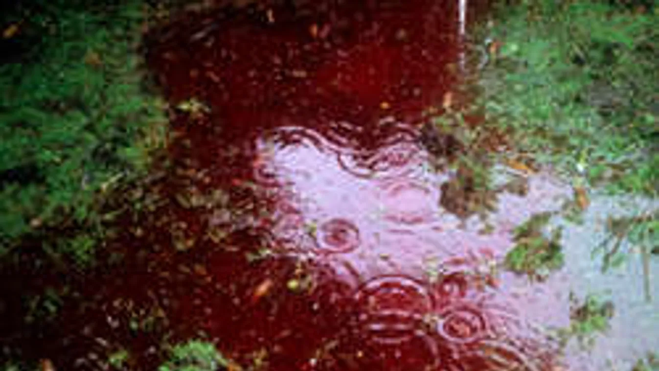 Horrorisztikus képek: Ettől vált véressé a pápai Tapolca-patak!