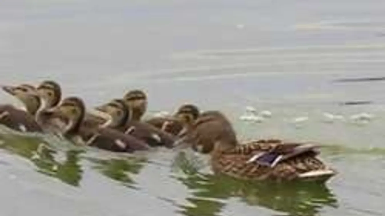 Újabb brutális állatkínzás: vadkacsát gyújtottak fel Kőbányán!