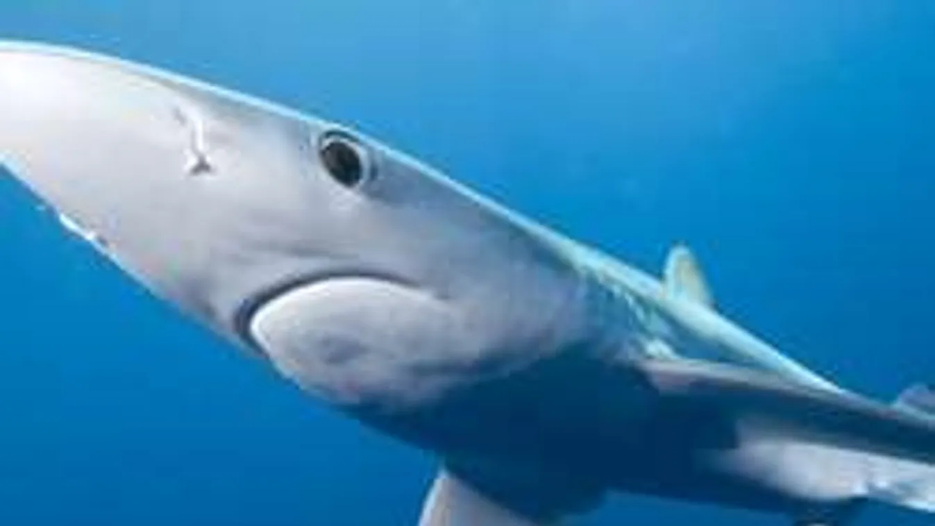 Ragadozó miatt tört ki a pánik a kedvelt spanyol üdülőhelyen! -VIDEÓ