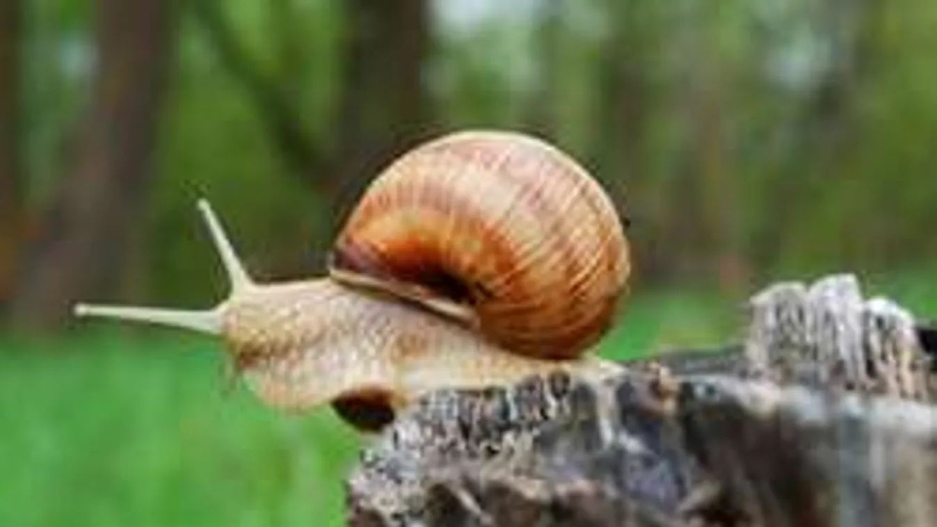 Eleged van a csigákból a kertben? Íme, az egyszerű csodaszer!