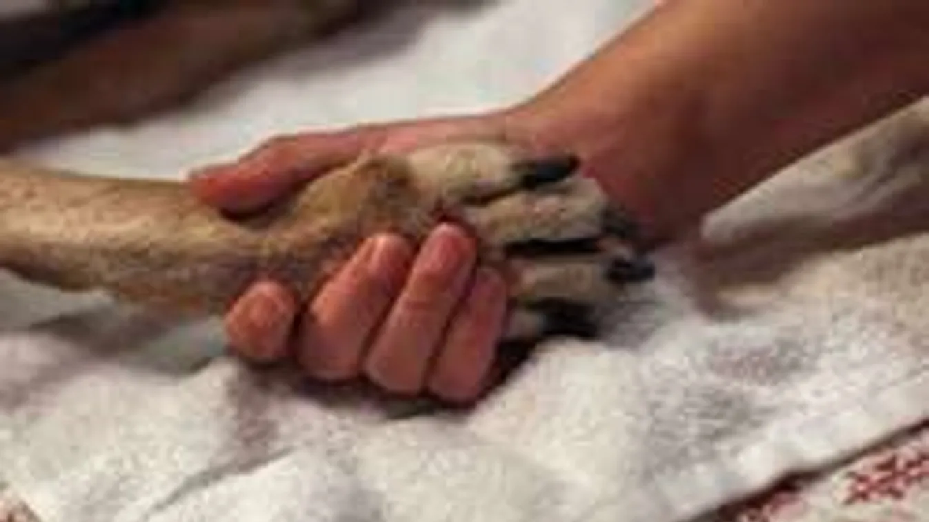 Brutálisan megégtek a láncra vert kutyák egy lakástűzben! - Fotók