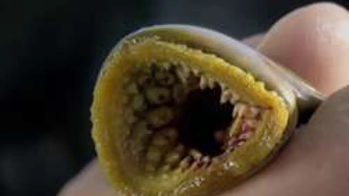 Hátborzongató vámpírhal tartja rettegésben a brit úszókat! - Fotók