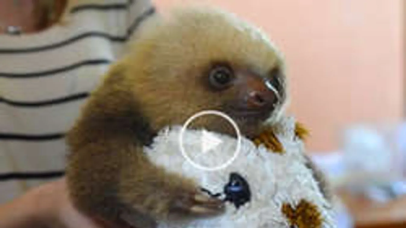 Übercuki! Majom rabolta ki a nyíregyi lajhárt - videó