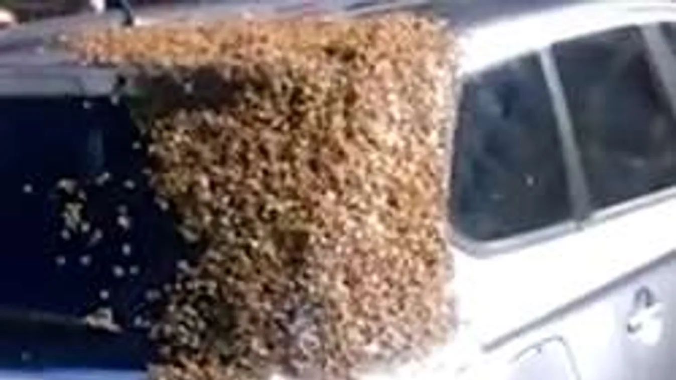 Húszezer méh üldözött két napon át egy autót!