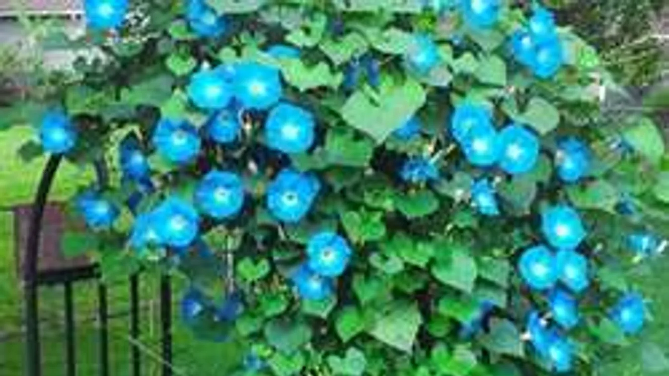 A káprázatos kert titka! Virágzuhatag egyszerűen és olcsón!