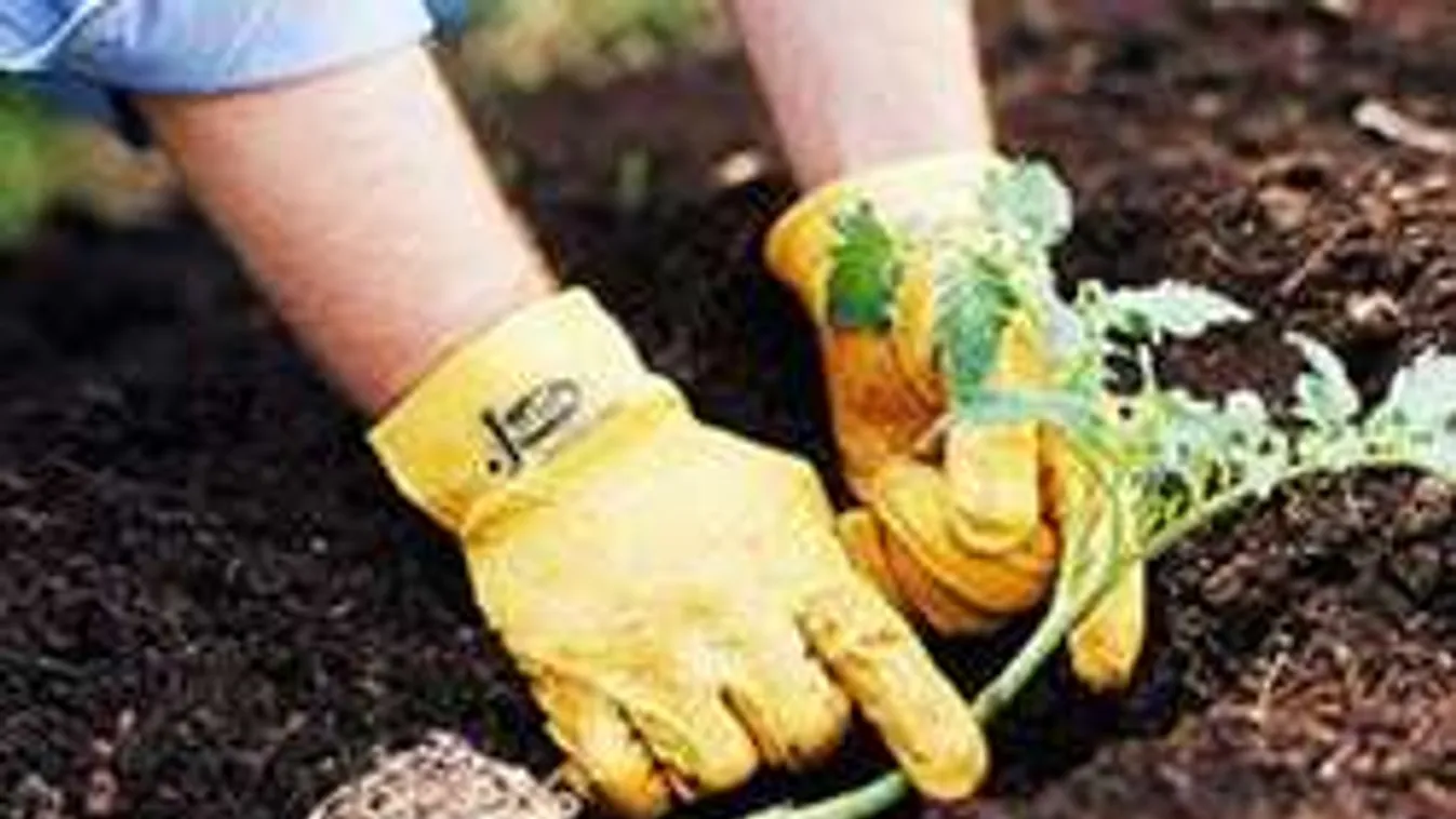 Még nem ültetted el a paradicsomot? Így hozd be a lemaradást!