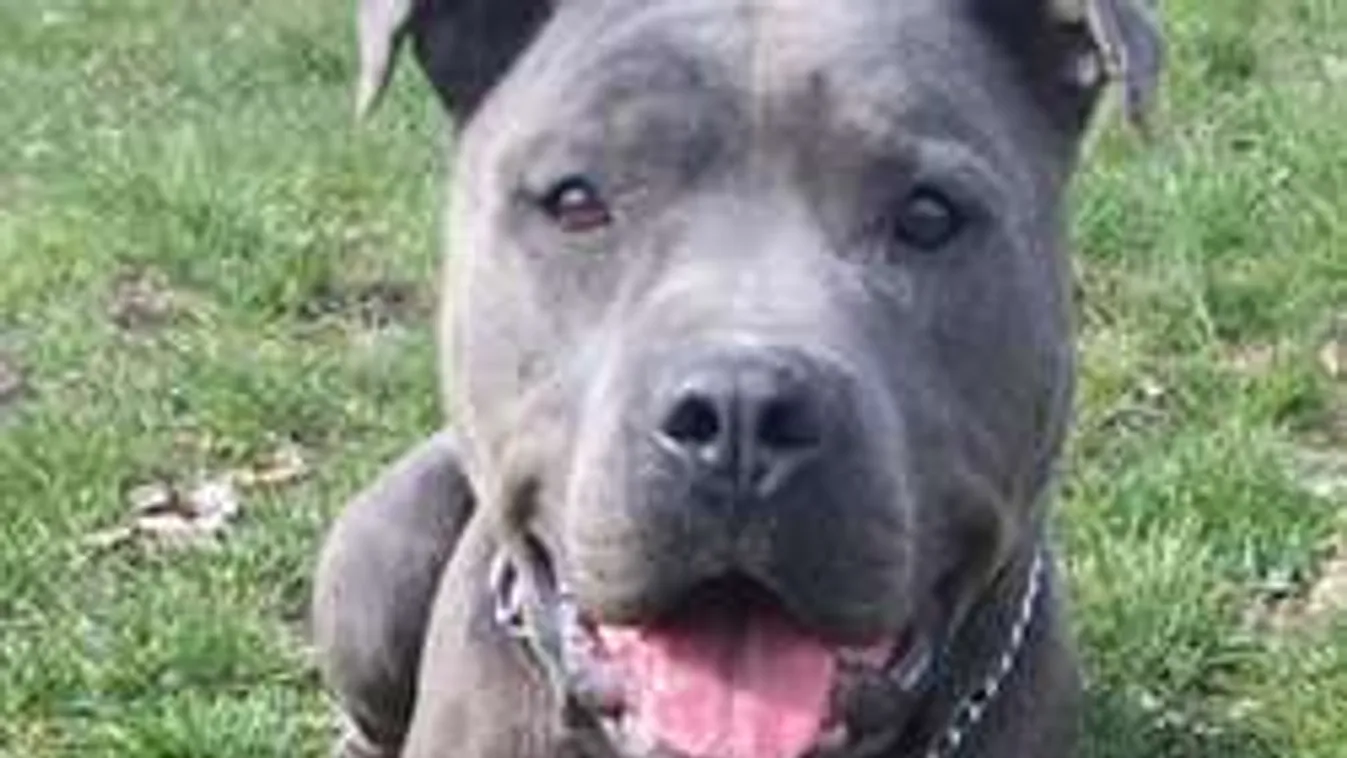 Nyoma veszett a hírhedt veszprémi gyilkos kutyának!