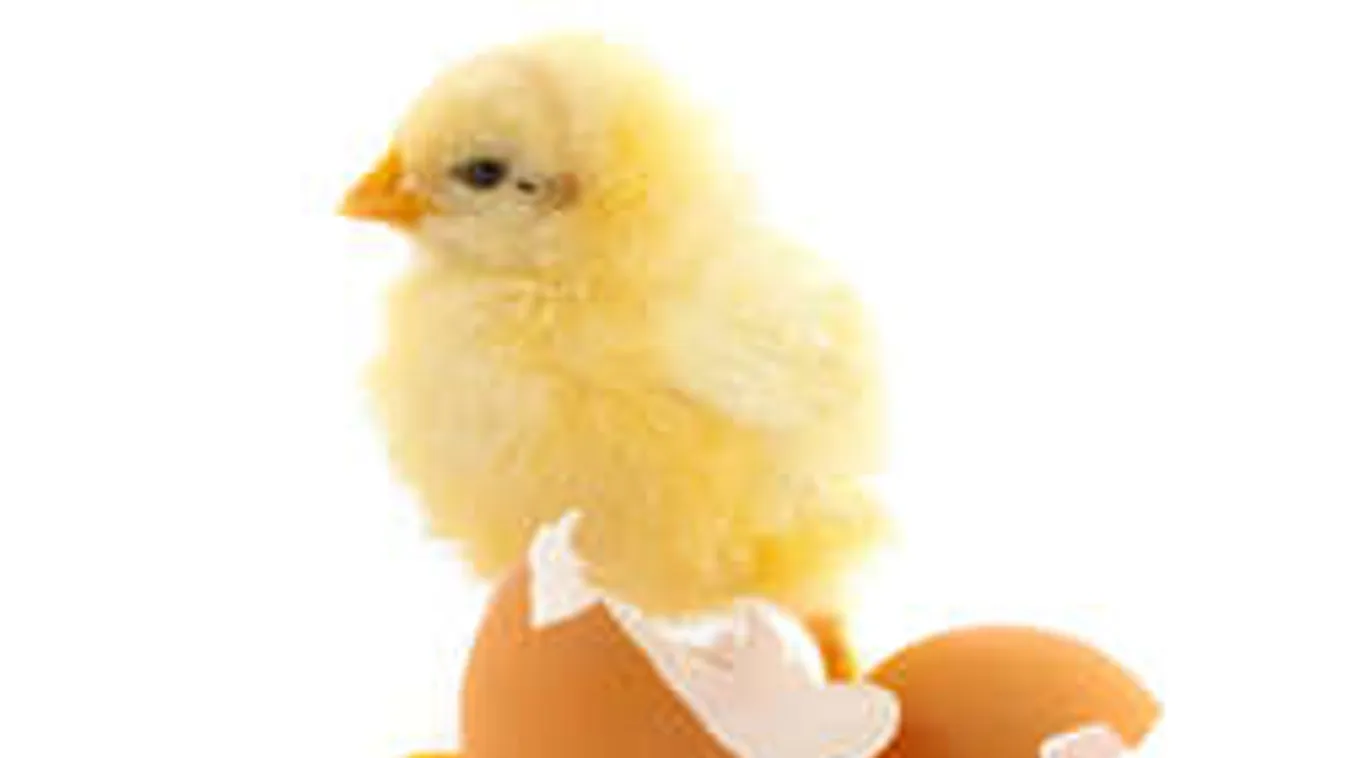 Eltitkolt tudomány: mosogass tojáshéjjal! Szuperhatékony trükköt mutatunk