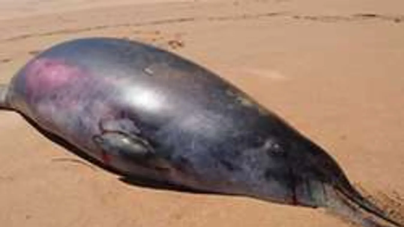 Óriási mutáns bálna vetődött partra! A kutatók is megdöbbentek! - Fotó