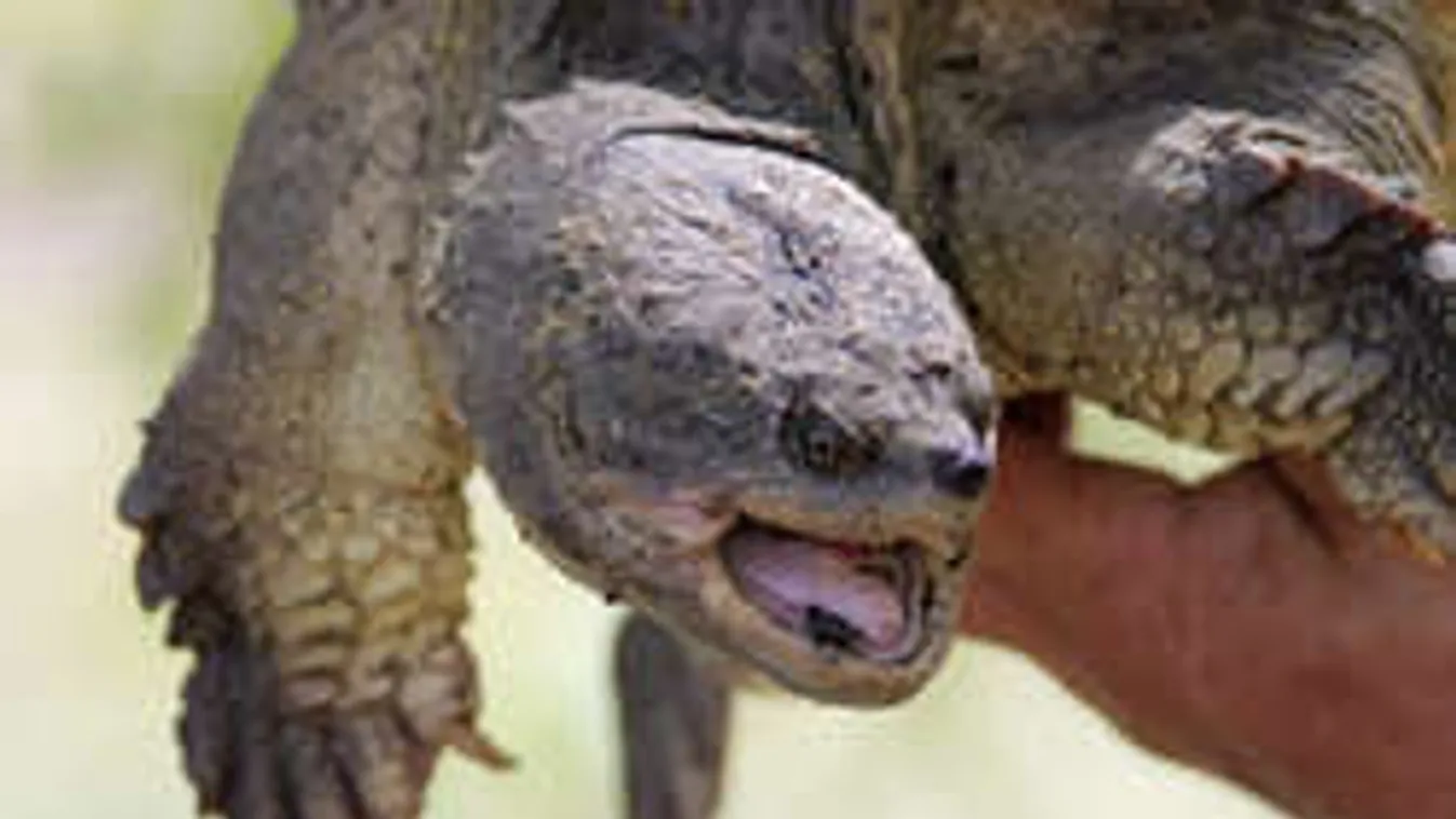 Testrészek lebegtek egy tóban, emberevő teknős a gyilkos!