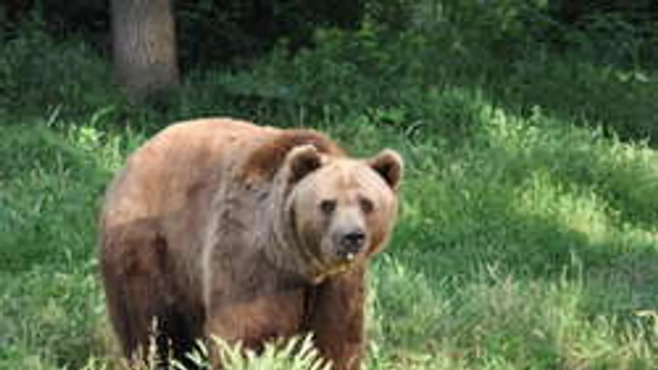 Ezt látnod kell! Óriási medve mászott elő egy kukából! - Videó